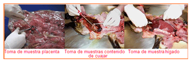 Análisis de puntos críticos en producción ovina de carne. Tercera Parte - Image 53