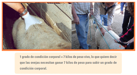 Análisis de puntos críticos en producción ovina de carne. Tercera Parte - Image 33