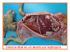 Análisis de puntos críticos en producción ovina de carne. Tercera Parte - Image 49