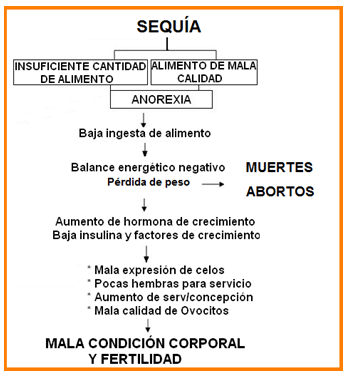 Análisis de puntos críticos en producción ovina de carne. Tercera Parte - Image 18