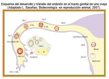 Análisis de puntos críticos en producción ovina de carne. Tercera Parte - Image 1