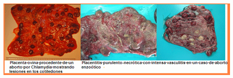 Análisis de puntos críticos en producción ovina de carne. Tercera Parte - Image 43