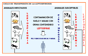 Análisis de puntos críticos en producción ovina de carne. Tercera Parte - Image 48
