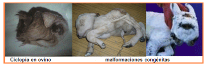Análisis de puntos críticos en producción ovina de carne. Tercera Parte - Image 38