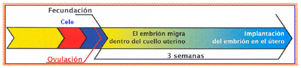 Análisis de puntos críticos en producción ovina de carne. Tercera Parte - Image 2