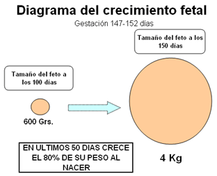 Análisis de puntos críticos en producción ovina de carne. Tercera Parte - Image 8