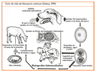 Análisis de puntos críticos en producción ovina de carne. Tercera Parte - Image 52