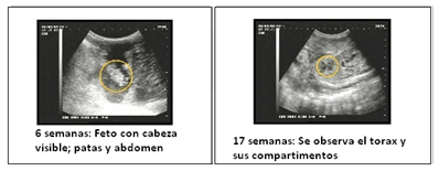 Análisis de puntos críticos en producción ovina de carne. Tercera Parte - Image 31