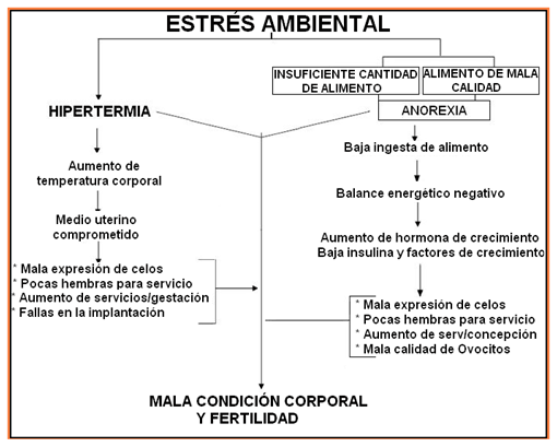 Análisis de puntos críticos en producción ovina de carne. Tercera Parte - Image 12