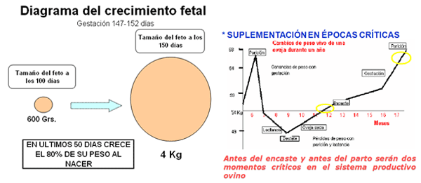 Análisis de puntos críticos en producción ovina de carne. Tercera Parte - Image 34
