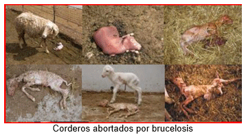 Análisis de puntos críticos en producción ovina de carne. Tercera Parte - Image 39