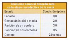Análisis de puntos críticos en producción ovina de carne. Tercera Parte - Image 32