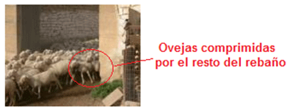 Análisis de puntos críticos en producción ovina de carne. Tercera Parte - Image 37