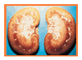 Análisis de puntos críticos en producción ovina de carne. Tercera Parte - Image 50