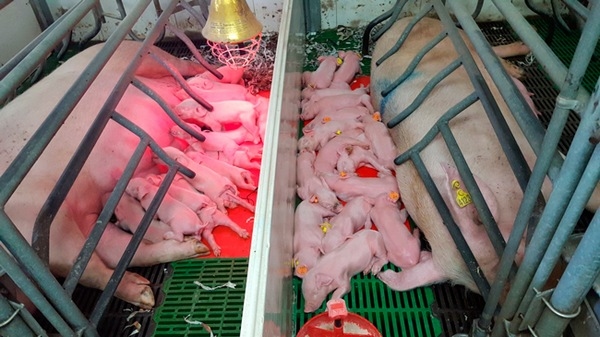 Aspectos clave en la alimentación de las cerdas hiperprolíficas - Image 1