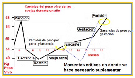 Mejoramiento de los índices reproductivos o de eficiencia reproductiva ovina: Puntos Criticos cuarta parte - Image 49