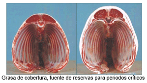 Mejoramiento de los índices reproductivos o de eficiencia reproductiva ovina: Puntos Criticos cuarta parte - Image 54