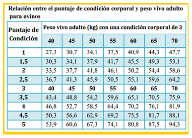 Mejoramiento de los índices reproductivos o de eficiencia reproductiva ovina: Puntos Criticos cuarta parte - Image 28