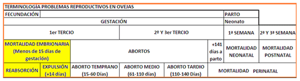 Mejoramiento de los índices reproductivos o de eficiencia reproductiva ovina: Puntos Criticos cuarta parte - Image 1