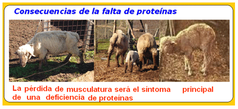 Mejoramiento de los índices reproductivos o de eficiencia reproductiva ovina: Puntos Criticos cuarta parte - Image 45
