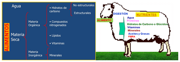 Mejoramiento de los índices reproductivos o de eficiencia reproductiva ovina: Puntos Criticos cuarta parte - Image 9