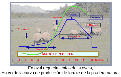 Mejoramiento de los índices reproductivos o de eficiencia reproductiva ovina: Puntos Criticos cuarta parte - Image 48