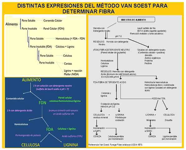 Mejoramiento de los índices reproductivos o de eficiencia reproductiva ovina: Puntos Criticos cuarta parte - Image 12
