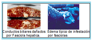 Mejoramiento de los índices reproductivos o de eficiencia reproductiva ovina: Puntos Criticos cuarta parte - Image 68