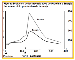 Mejoramiento de los índices reproductivos o de eficiencia reproductiva ovina: Puntos Criticos cuarta parte - Image 38