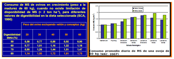 Mejoramiento de los índices reproductivos o de eficiencia reproductiva ovina: Puntos Criticos cuarta parte - Image 8