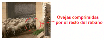 Mejoramiento de los índices reproductivos o de eficiencia reproductiva ovina: Puntos Criticos cuarta parte - Image 60