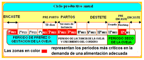 Mejoramiento de los índices reproductivos o de eficiencia reproductiva ovina: Puntos Criticos cuarta parte - Image 46
