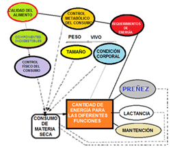 Mejoramiento de los índices reproductivos o de eficiencia reproductiva ovina: Puntos Criticos cuarta parte - Image 36