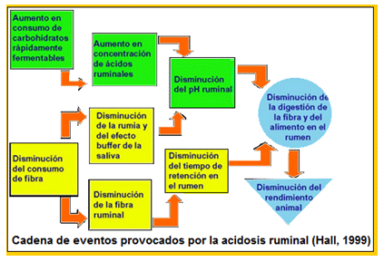Mejoramiento de los índices reproductivos o de eficiencia reproductiva ovina: Puntos Criticos cuarta parte - Image 31