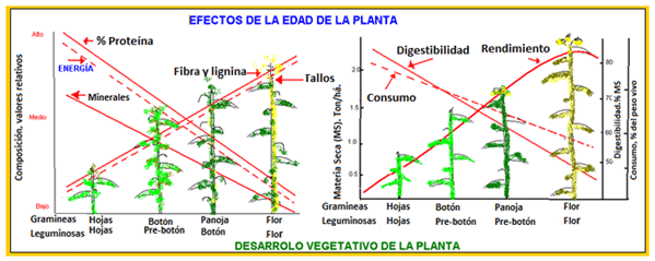 Mejoramiento de los índices reproductivos o de eficiencia reproductiva ovina: Puntos Criticos cuarta parte - Image 15