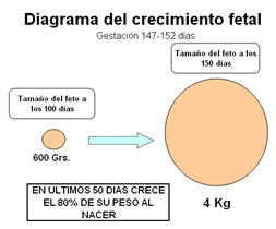 Mejoramiento de los índices reproductivos o de eficiencia reproductiva ovina: Puntos Criticos cuarta parte - Image 47