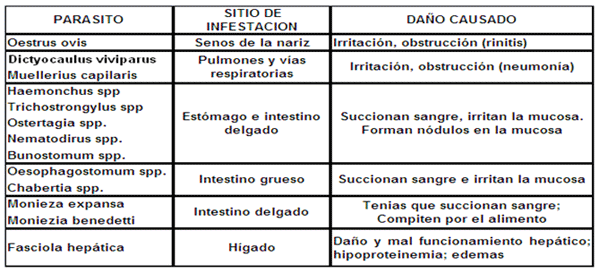 Mejoramiento de los índices reproductivos o de eficiencia reproductiva ovina: Puntos Criticos cuarta parte - Image 64