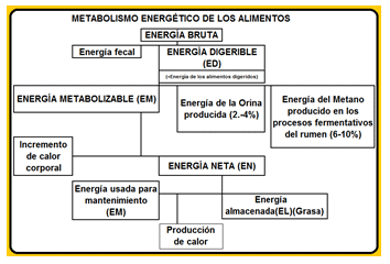 Mejoramiento de los índices reproductivos o de eficiencia reproductiva ovina: Puntos Criticos cuarta parte - Image 37