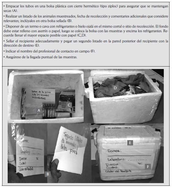 Criterios y protocolos para el diagnóstico de hemoparásitos en bovinos - Image 10