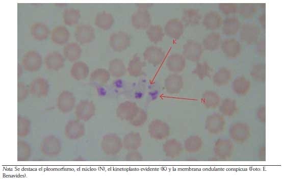 Criterios y protocolos para el diagnóstico de hemoparásitos en bovinos - Image 5