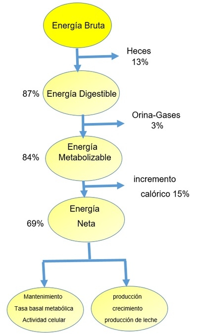 Principios básicos de nutrición en porcicultura - Image 7