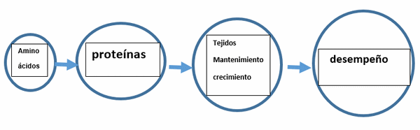 Principios básicos de nutrición en porcicultura - Image 1