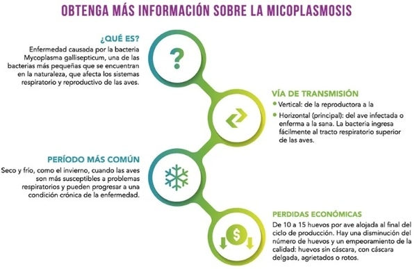 Micoplasmosis: ¿qué vacuna proporciona mayor protección? - Image 3