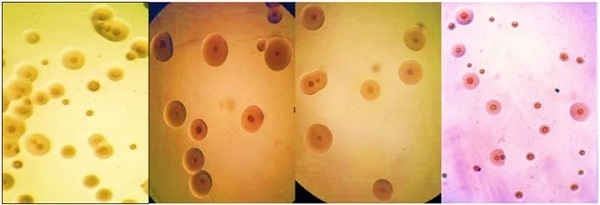 Micoplasmosis: ¿qué vacuna proporciona mayor protección? - Image 4