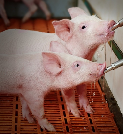 ¿Cómo la suplementación del agua con ácidos orgánicos mejora el desempeño de lechones destetados? - Image 1