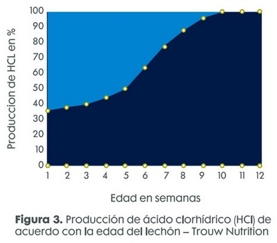 ¿Cómo la suplementación del agua con ácidos orgánicos mejora el desempeño de lechones destetados? - Image 2