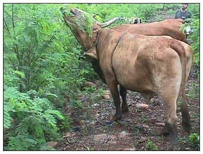 Producción de leche en pastoreo suplementado con leucaena en areas compactas - Image 5