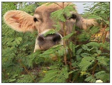 Producción de leche en pastoreo suplementado con leucaena en areas compactas - Image 6