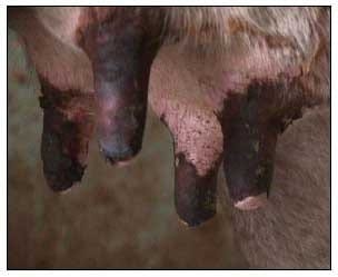 Producción de leche en pastoreo suplementado con leucaena en areas compactas - Image 12
