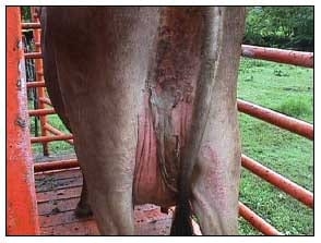 Producción de leche en pastoreo suplementado con leucaena en areas compactas - Image 11
